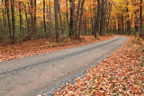 Winding Autumn Forest Road - Hickory Run
