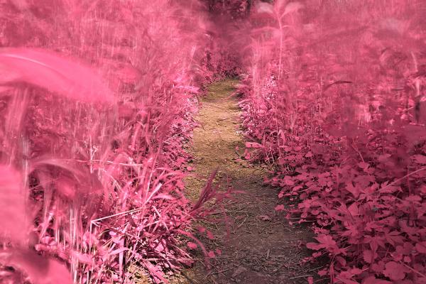 Windy Goose Creek Trail - Tickle Me Pink HDR