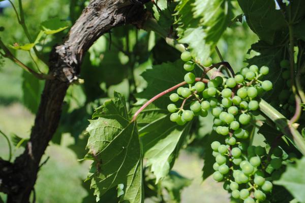 Winery Plant