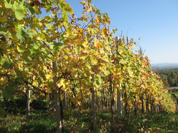 WineYard