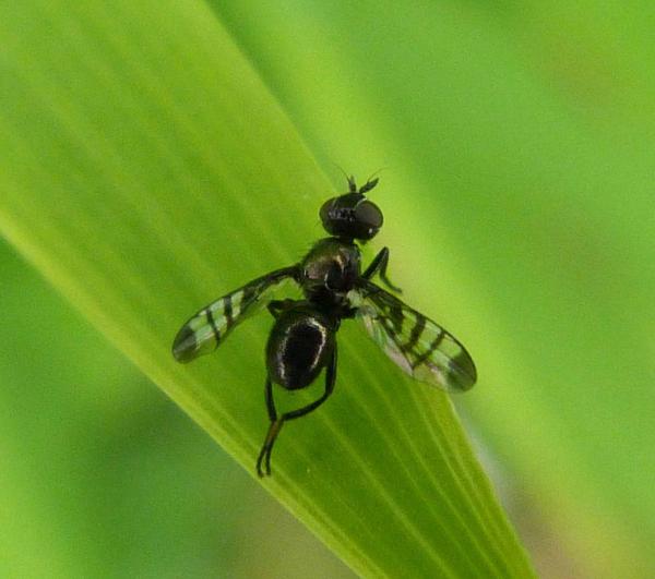 Winged insect
