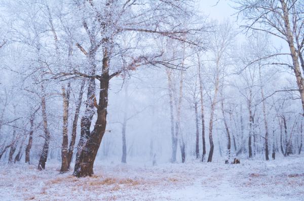 Winter forest