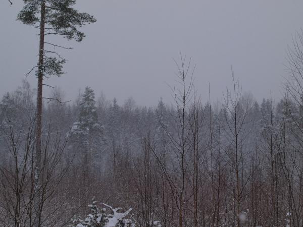 Winter