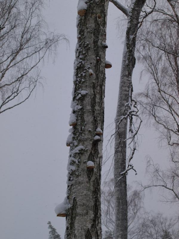 Winter