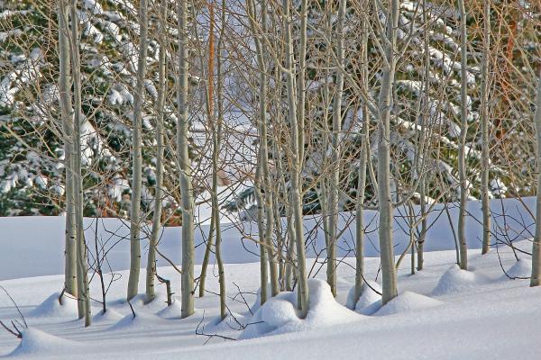 Winter Aspens