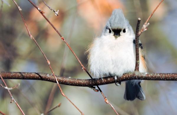 Winter bird