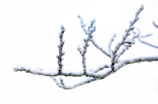 Winter branch