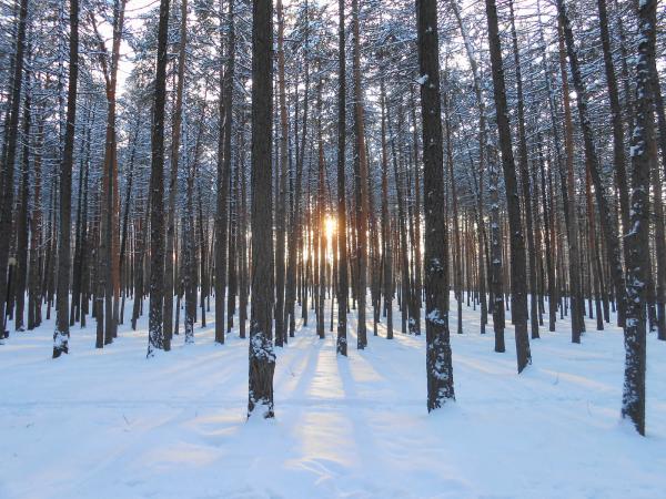 Winter forest