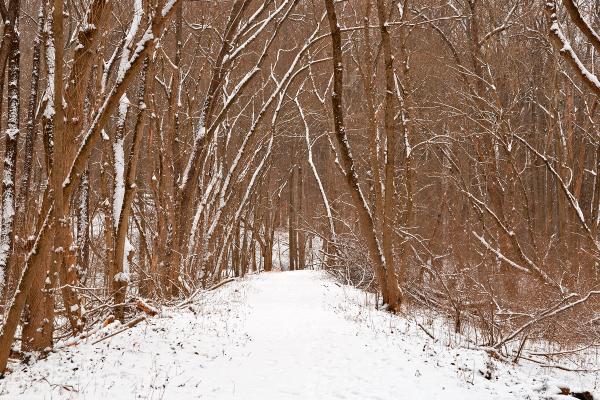Winter Forest Tipi Trail