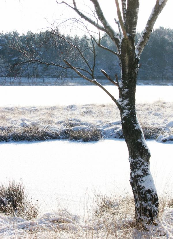 winter lake with snow