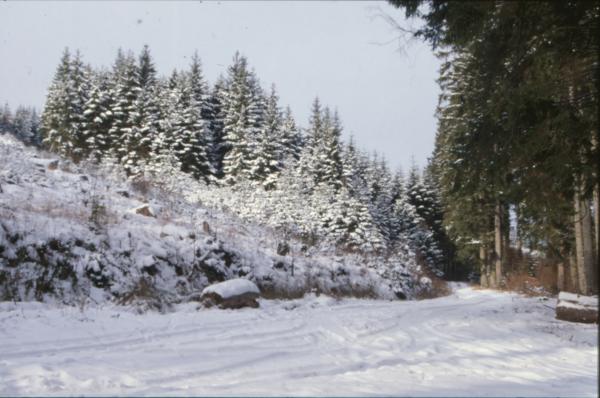Winter Landscape