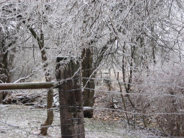 Winter landscape