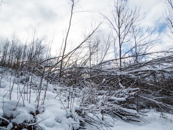 Winter landscape