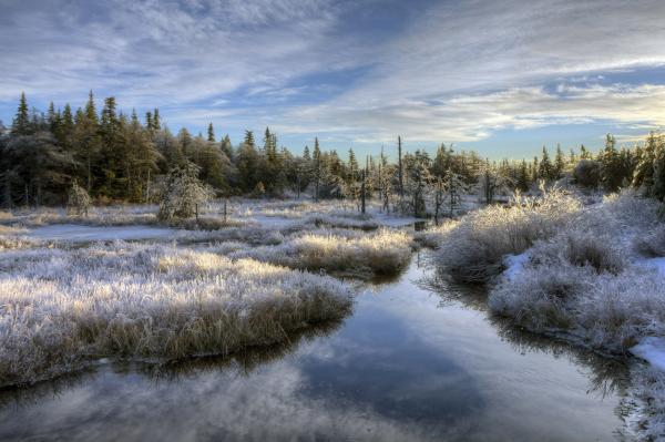 Winter Landscape