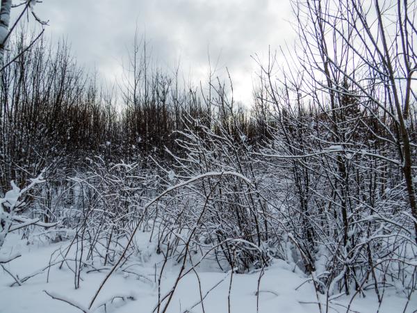 Winter landscape