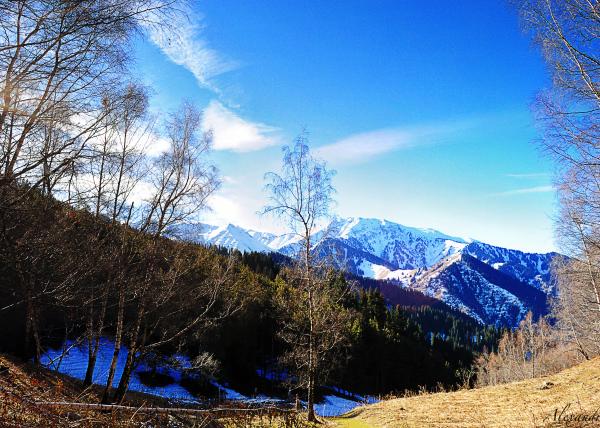 Winter Nature