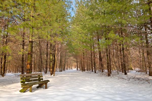 Winter Pine Trail - HDR