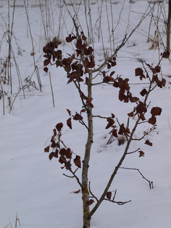 Winter plants