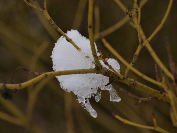Winter plants