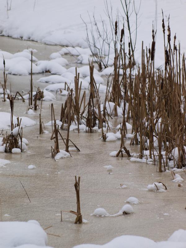 Winter plants