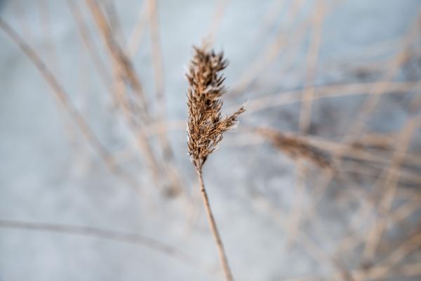 Winter Reed