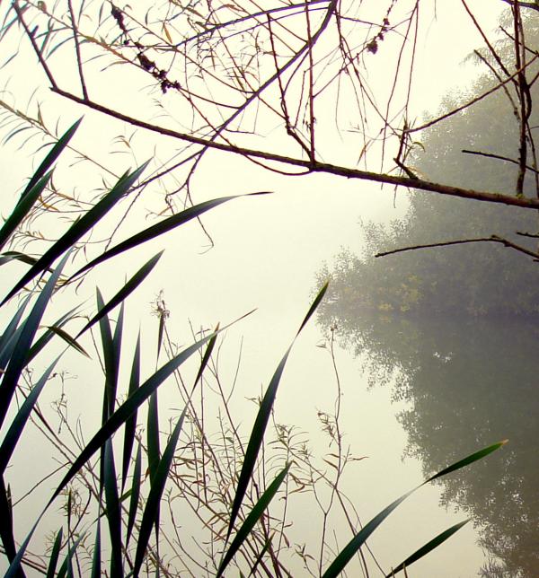 Winter Reflection