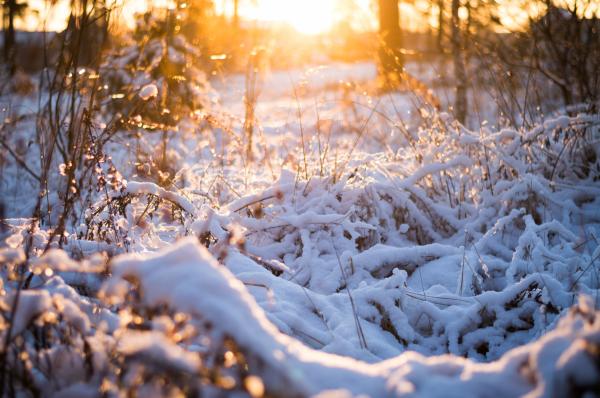 Winter sun