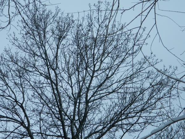 Winter Tree