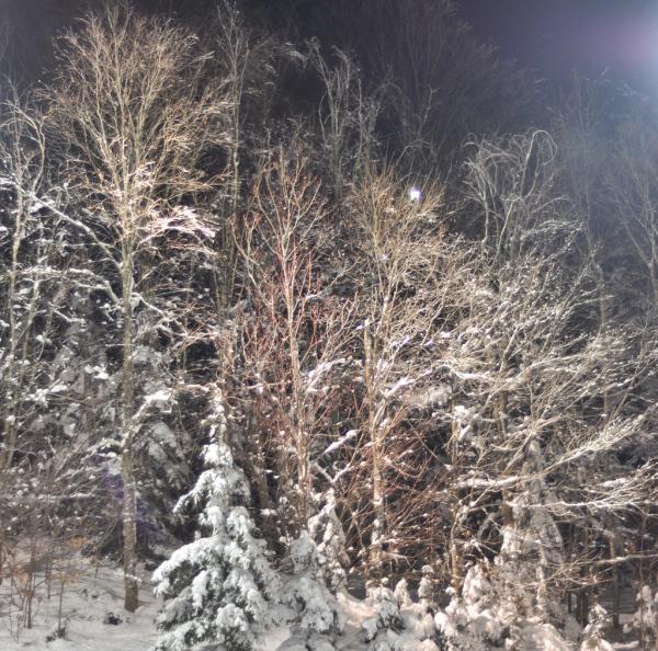 Winter trees