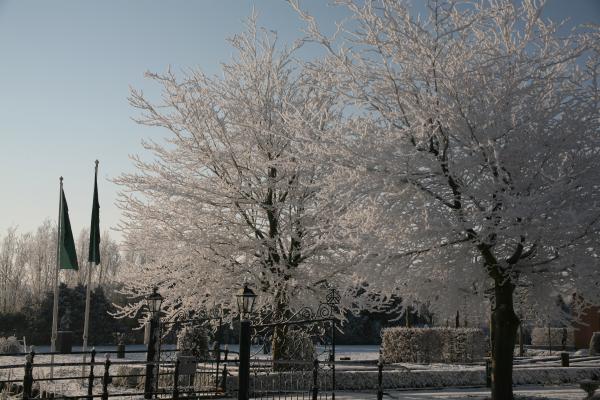 Winter Trees