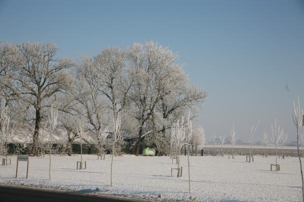 Winter Trees
