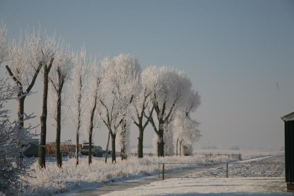 Winter Trees