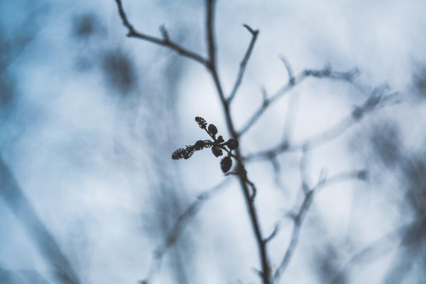 Winter Weathered Flora Wilderness Plant