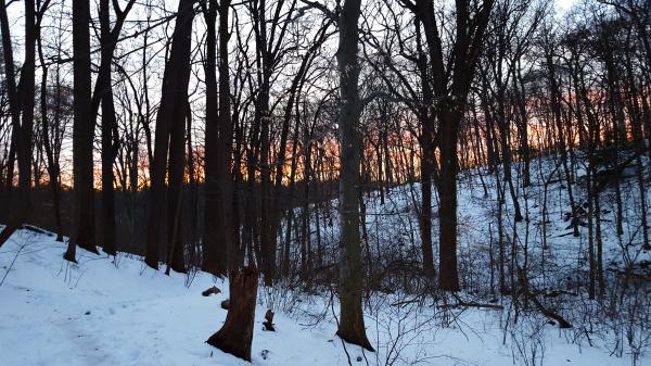 Winter Woods