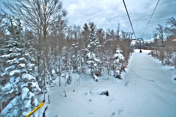 Winter Woods