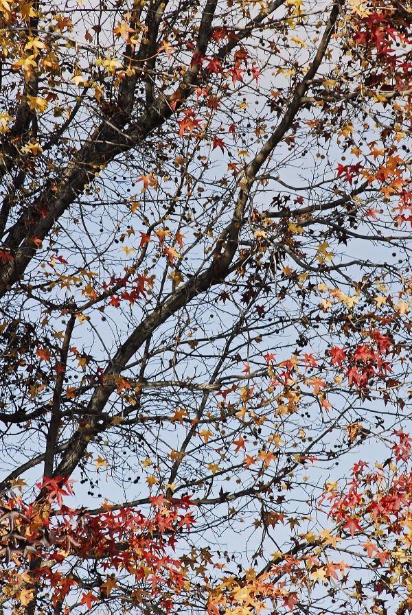 Winter's Tree (Sectional View)