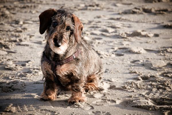 Wire-haired dachshund