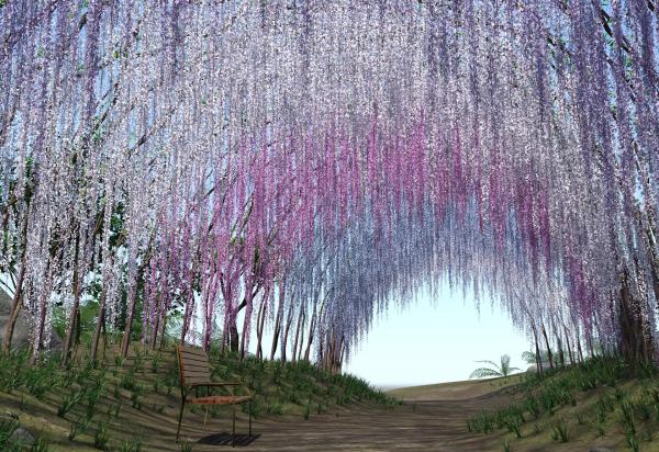 Wisteria