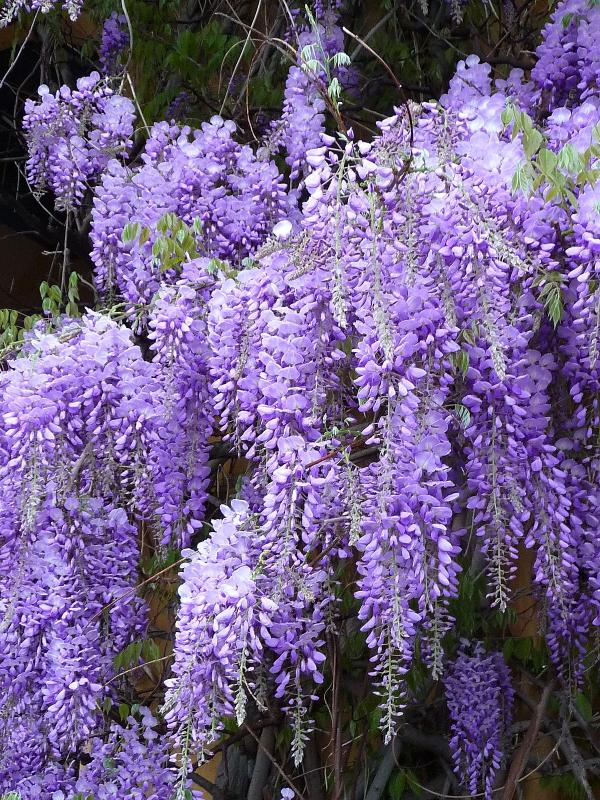 Wisteria Bloom