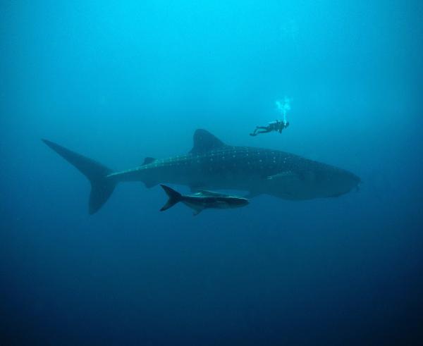 With the Giant Fish