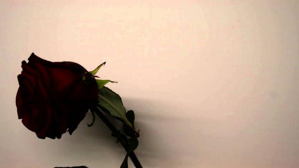 Withered flower