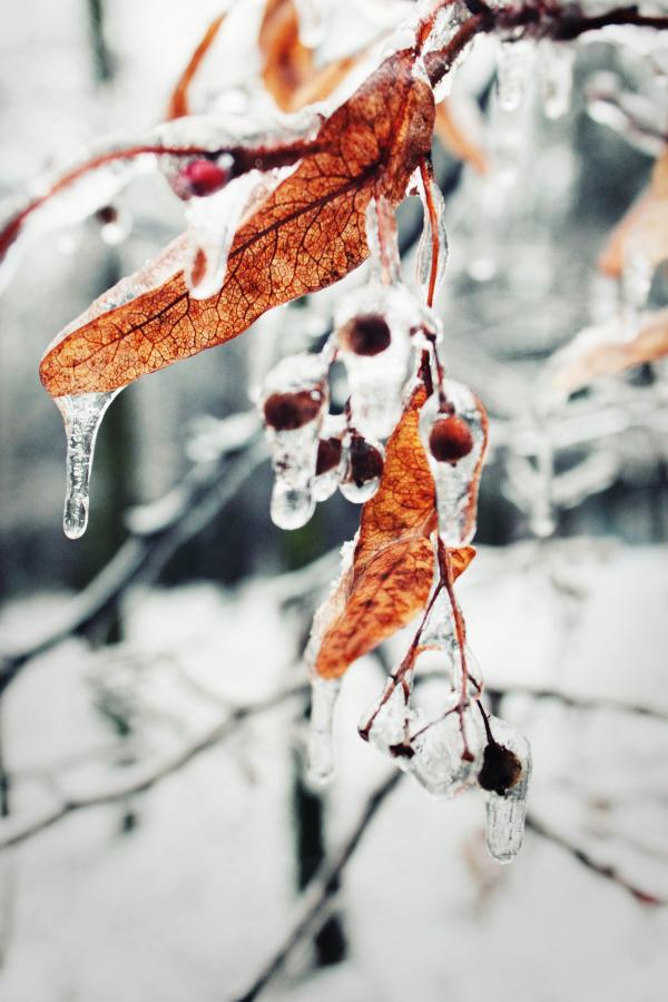 Withered Leaves of Tree Covered With Water Close Photography