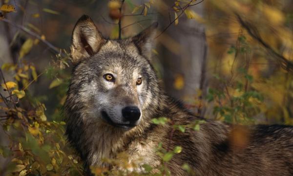 Wolf