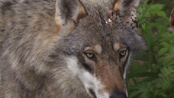 Wolf Closeup