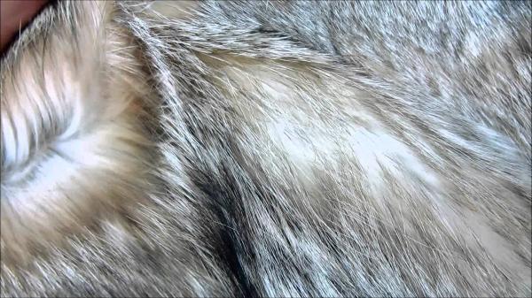 Wolf fur