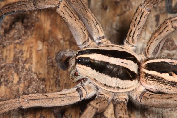Wolf Spider