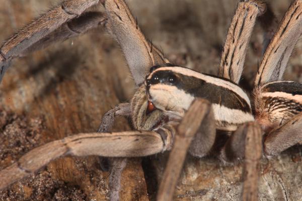 Wolf Spider