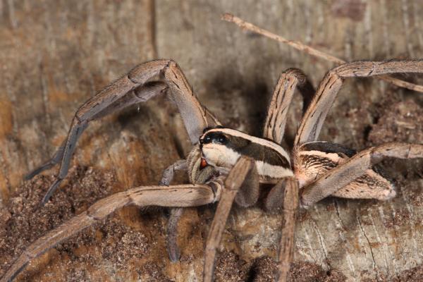 Wolf Spider