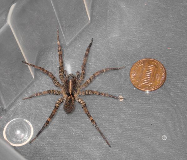 Wolf Spider