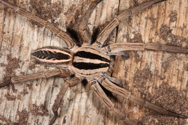 Wolf Spider